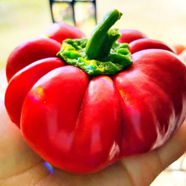 Pimento Pepper Seeds - The Pepper Pantry (Formerly Marie Sharp's)